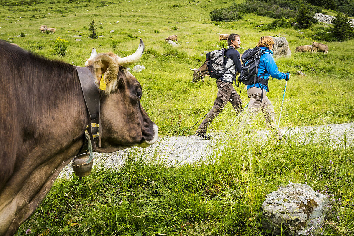 Kuh und Wanderer (Fotoquelle: (c) Diemtar Denger - Vorarlberg Tourismus) 